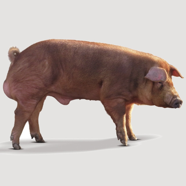 MR